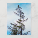Search for eagle sky postcards Nature