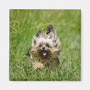 Search for terrier magnets Happy