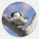 Search for nuthatch stickers Animals