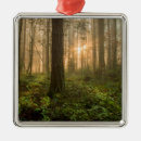 Search for pacific northwest christmas tree decorations Landscape