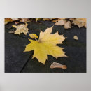Search for sidewalk posters Autumn