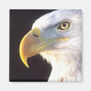 Search for bald eagle magnets Portrait