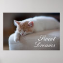 Search for white kitten Sleeping