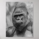 Search for ape face posters Animal