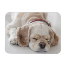 Search for cockerals magnets Pets