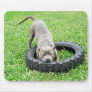 Search for chewing mouse mats Animal
