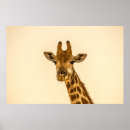 Search for selective posters Photography