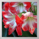 Search for amaryllis posters Green