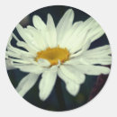 Search for white daisy flower stickers Nature