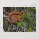 Search for cute squirrel pictures postcards Wildlife