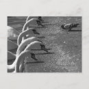 Search for bravery postcards Wildlife