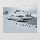 Search for adelie Antarctica