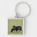 Search for calf key rings Animals in the wild