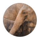 Search for elephant chopping boards Baby