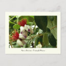 Search for guava postcards Flower