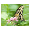 Search for milkweed butterfly posters Wildlife