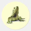 Search for green iguana stickers Nature