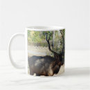 Search for big bull mugs Hunting