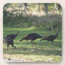 Search for turkeys coasters Birds