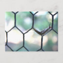 Search for bug pictures postcards Bugs