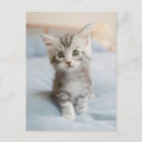 Search for cat on a bed postcards Cute