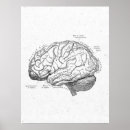 Search for brain anatomy posters Medical