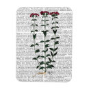Search for italian magnets Carnation