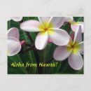 Search for aloha from hawaii postcards Flower