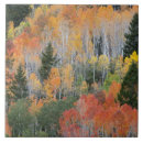 Search for aspen tiles Autumn