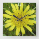 Search for beard photography Tragopogon dubius