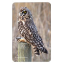 Search for owl ears magnets Raptor