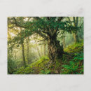 Search for yew Tree
