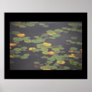 Search for waterlily Nature