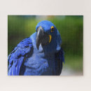 Search for hyacinth puzzles Blue