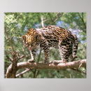 Search for ocelot posters Animal