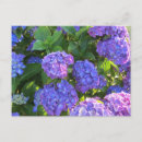 Search for blue hydrangea postcards Gardens