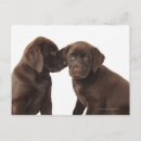 Search for labrador retriever dog postcards Colour image