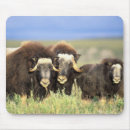 Search for refuges mouse mats Environment