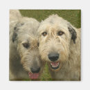 Search for wolfhound magnets Pet