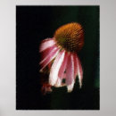 Search for echinacea posters Nature