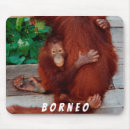 Search for malaysia electronics Orangutans