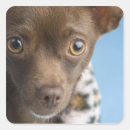 Search for collar stickers Animal