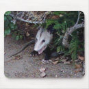 Search for possums mouse mats Nature