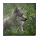 Search for grey wolves Animal