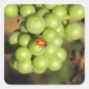 Search for green grapes stickers Vineyard
