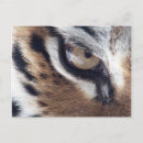 Search for tiger eyes postcards Animal