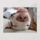 Search for terrier horizontal postcards Pitbull