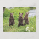 Search for bear postcards young animal