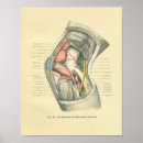 Search for knee posters Anatomy