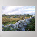 Search for rural posters Cow